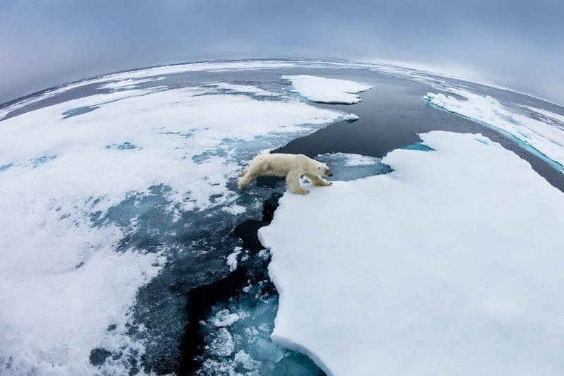 عک/  تنهایی خرس قطبی در عکس روز نشنال جئوگرافیک
