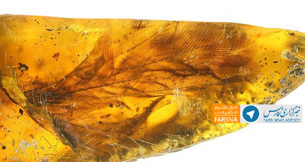 کشف فسیل ۱۰۰ میلیون ساله یک پرنده باستانی