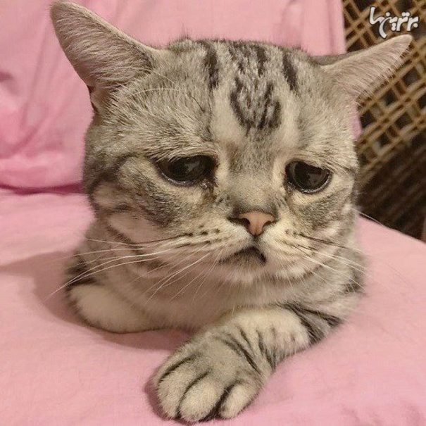 «لوهو» غمگین‌ترین گربه دنیا! +تصاویر
