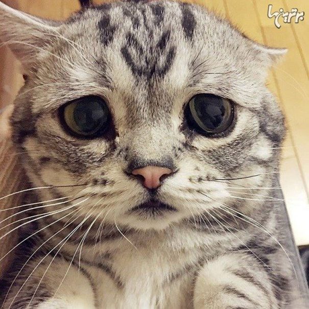 «لوهو» غمگین‌ترین گربه دنیا! +تصاویر