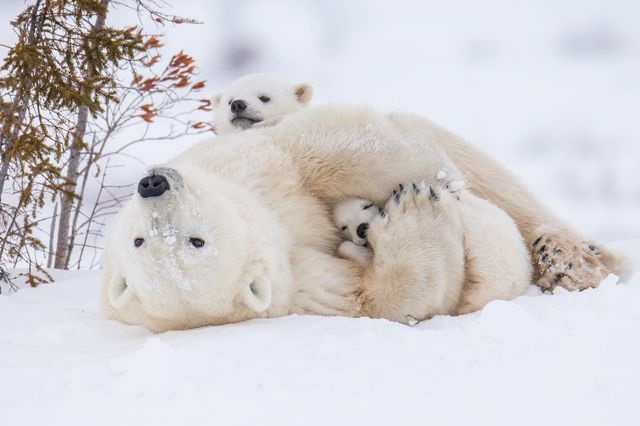 عکس/ زنگ تفریح خرس قطبی و توله‌هایش در عکس روز نشنال جئوگرافیک