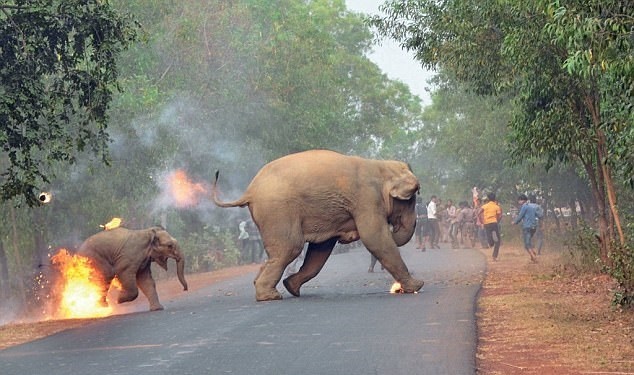 عکس/ فرار فیل‌ها از آتش که نامزد بهترین عکس حیات‌وحش جهان شد