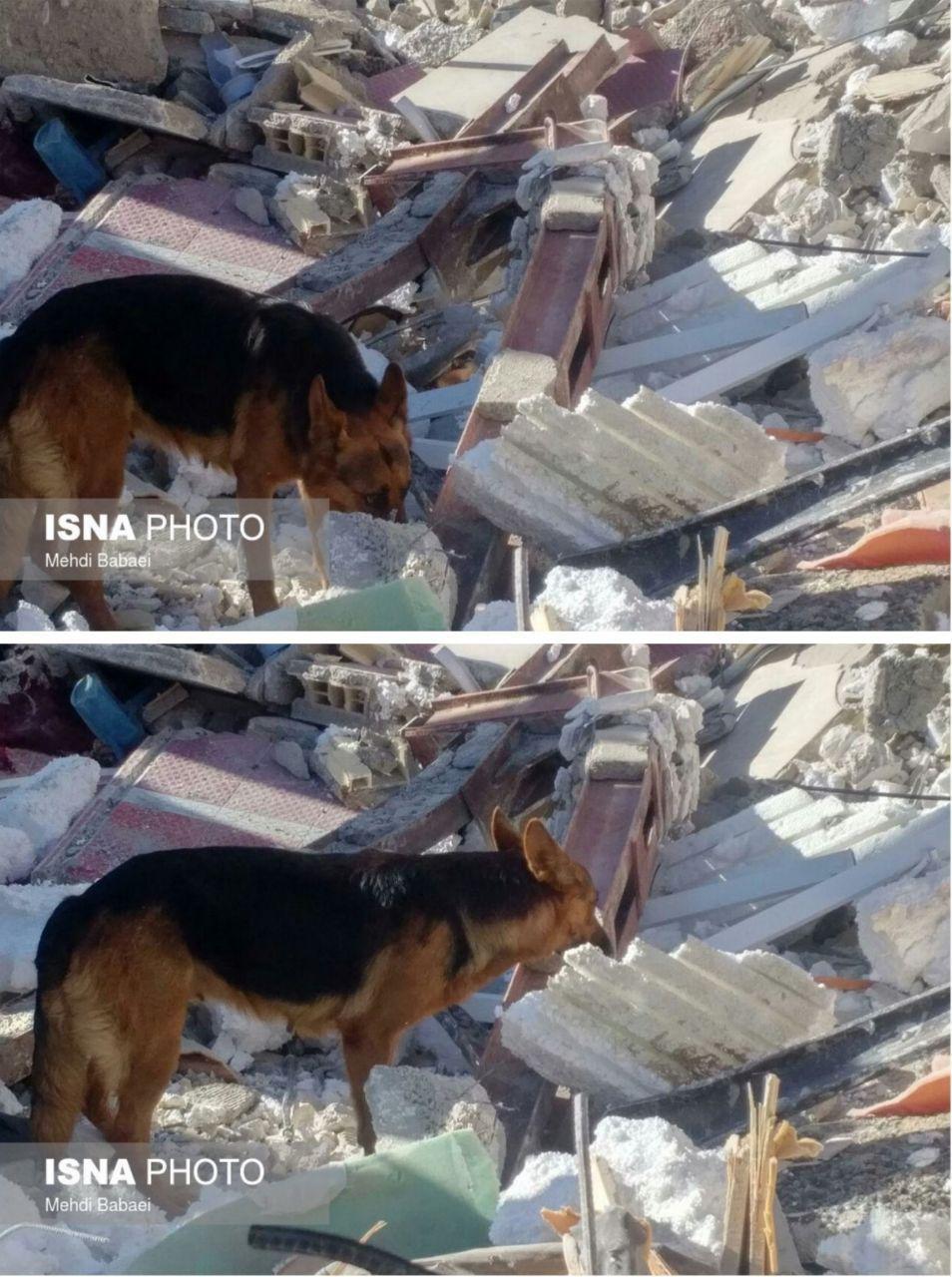 سگ‌های زنده‌یاب در جستجوی مفقودین زلزله/عکس