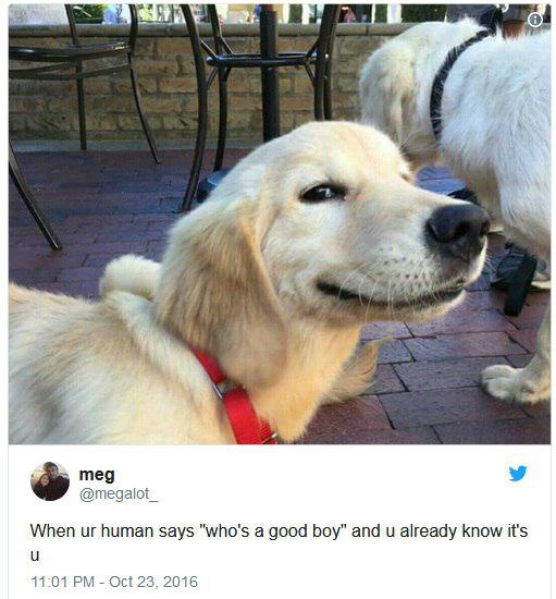 چرا سگ‌ها به چهره‌های خندان علاقمند هستند؟+تصاویر
