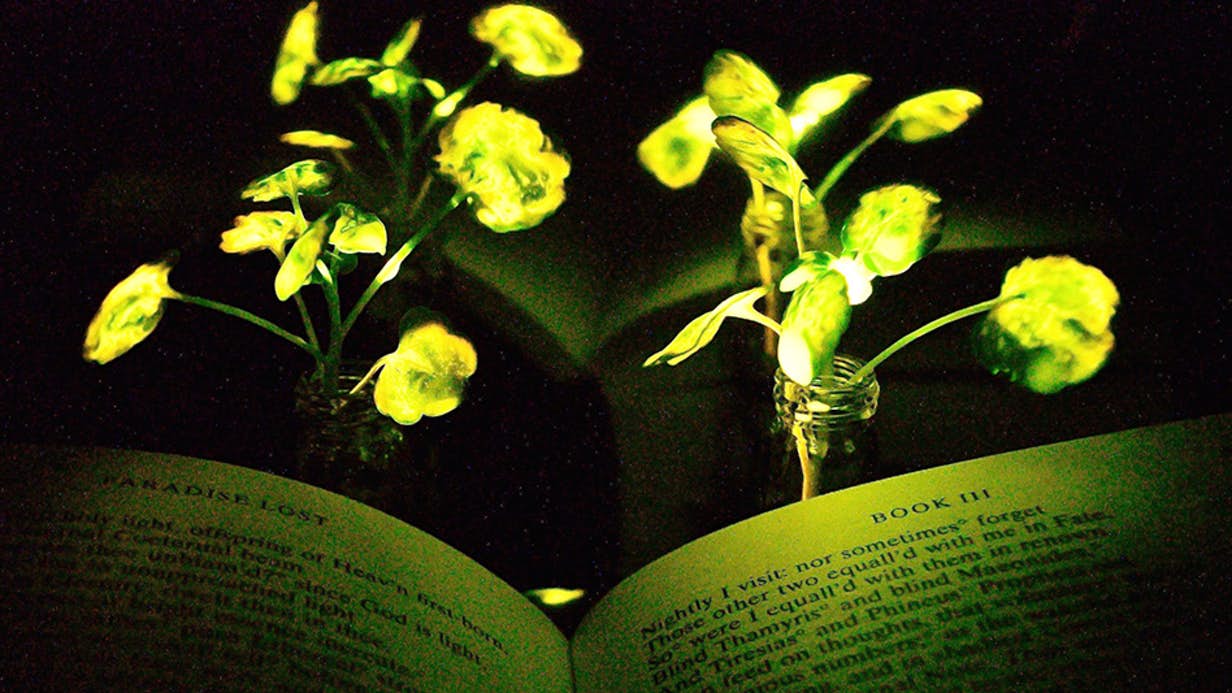 مطالعه زیر نور گیاه
