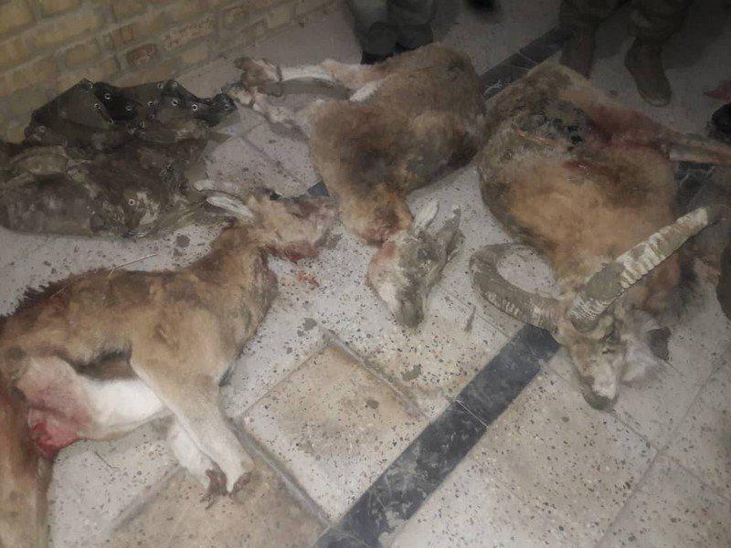 دستگیری شکارچی متخلف در منطقه فیروزکوه