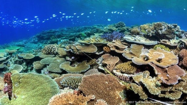 مرجان‌ها قربانیان تغییر اقلیم