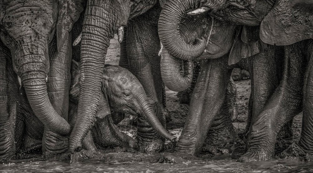 عکس/ حمام گِل فیل‌ها در عکس روز نشنال جئوگرافیک