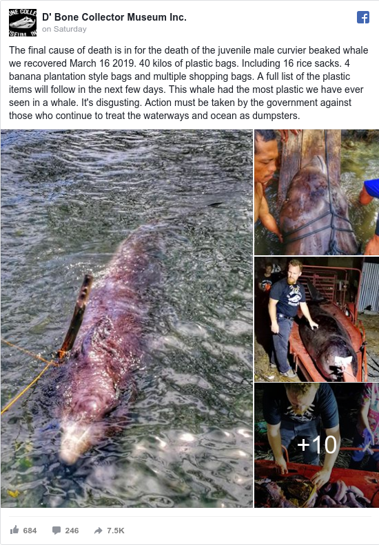 در معده نهنگی در فیلیپین چهل کیلو پلاستیک پیدا شد+عکس