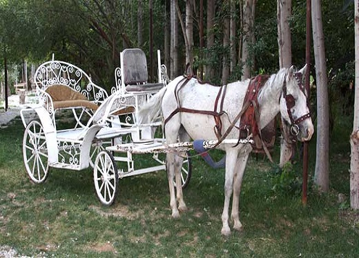 کالسکه و بالن سواری عروس و داماد در عروسی های لاکچری