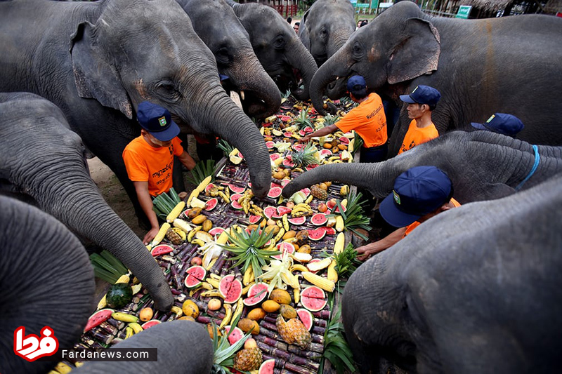 عکس/ پذیرایی شاهانه از فیل‌ها در روز جهانی فیل!