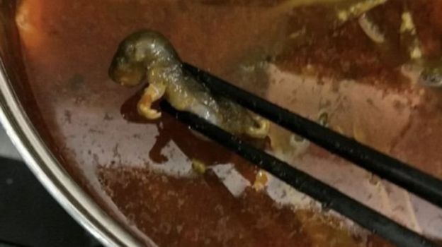 موش مرده در سوپ، ۱۹۰میلیون دلار به رستوران ضرر زد+تصاویر