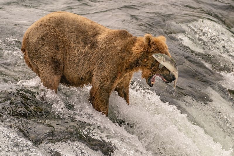 عکس/ خرس قهوه‌ای و شکارش در عکس روز نشنال جئوگرافیک