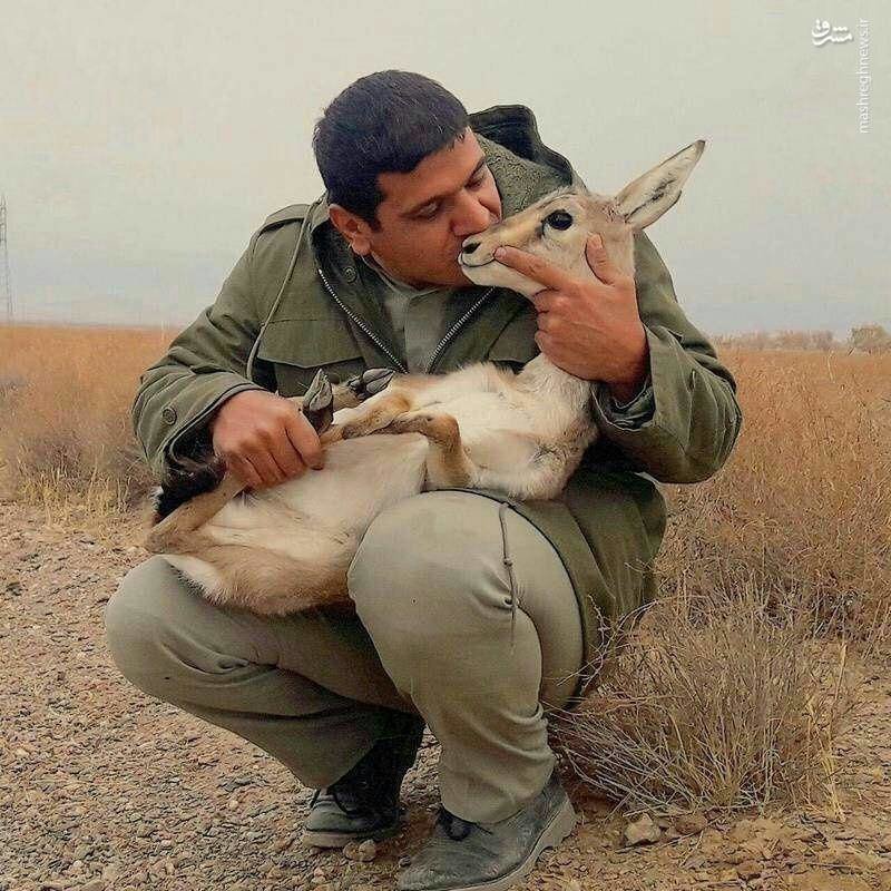 عکس/ لحظه تماشایی مواجهه یک محیط‌بان با آهو