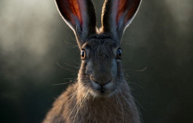 عکس/ رویارویی خرگوش با دوربین در عکس روز نشنال جئوگرافیک