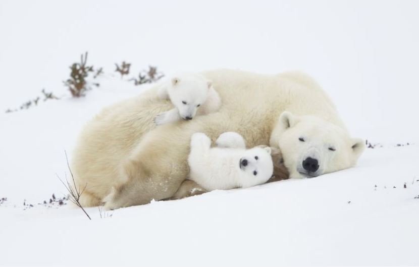 عکس/ بازی خرس‌های قطبی در عکس روز نشنال جئوگرافیک