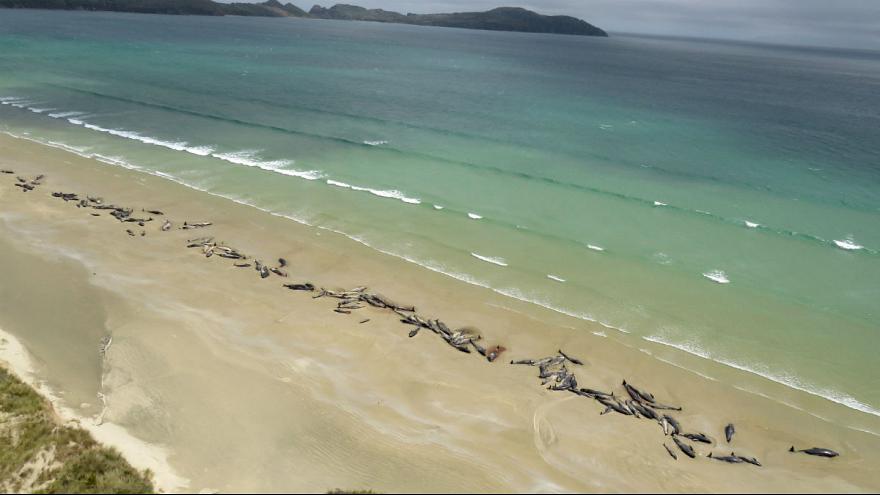 خودکشی دسته‌جمعی ۱۴۵ نهنگ در نیوزیلند+عکس