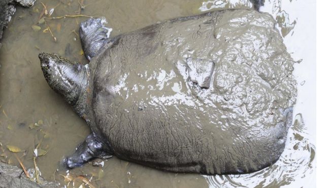 مرگ یکی از چهار لاک‌پشت یانگ‌تسه‌ باقی‌مانده در جهان+عکس
