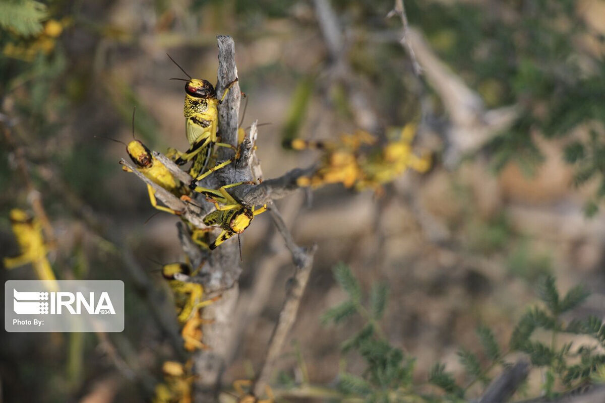 ملخ&zwnj;ها هفته آینده وارد ایران می&zwnj;شوند