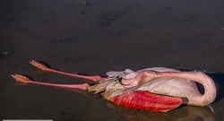 تصاویر دلخراش از مرگ پرندگان مهاجر در تالاب میانکاله
