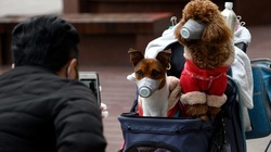 ابتلای یک سگ در هنگ کنگ به نوعی خفیف از ویروس «کرونا»