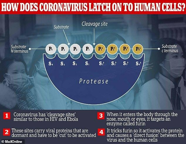کرونا چگونه به بدن انسان حمله میکند؟ کرونا چگونه به بدن انسان حمله میکند؟