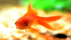ماهی قرمز عامل انتشار ویروس کرونا