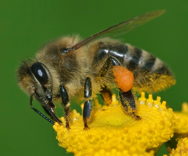 درمان آسم با سم زنبور عسل!