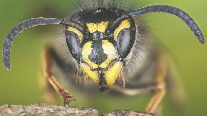 دانشمندان: چرا باید قدر زنبورهای بی‌عسل را بدانیم