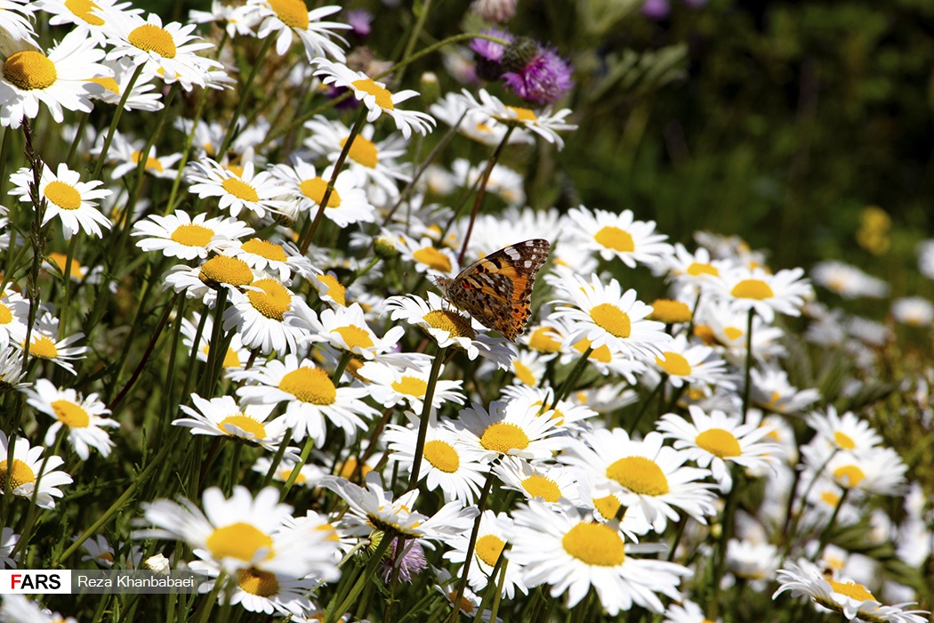 تصاویر| دشت گل‌های بابونه اردبیل