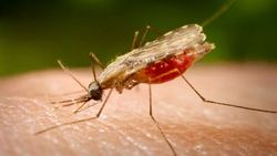 مبارزه با مالاریا با 'تزریق' سم عنکبوت به پشه