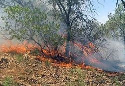 آتش‌سوزی گسترده در جنگلهای بهبهان