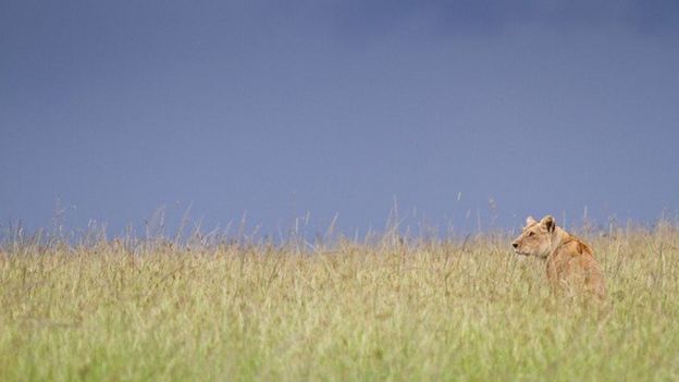 ۵ افسانه مربوط به شیرها؛ 'شیرشاه' وجود دارد؟ ۵ افسانه مربوط به شیرها؛ 'شیرشاه' وجود دارد؟