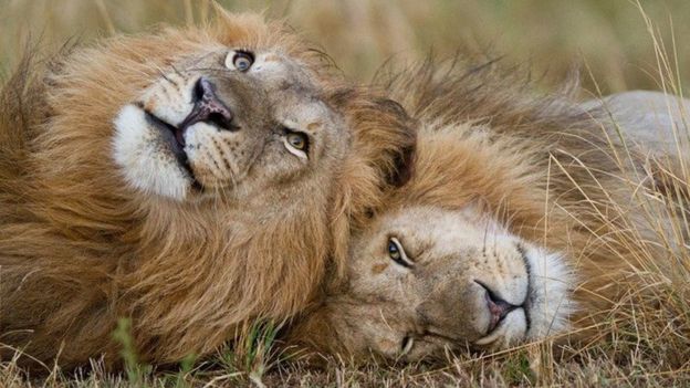 ۵ افسانه مربوط به شیرها؛ 'شیرشاه' وجود دارد؟ ۵ افسانه مربوط به شیرها؛ 'شیرشاه' وجود دارد؟