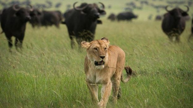 ۵ افسانه مربوط به شیرها؛ 'شیرشاه' وجود دارد؟ ۵ افسانه مربوط به شیرها؛ 'شیرشاه' وجود دارد؟