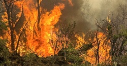 آتش به جان جنگل‎ها| خبری از 