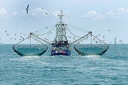 نماینده مجلس: کشتی‌های چینی از راه‌های دیگر وارد می‌شوند و نسل ماهی‌ها را با خطر روبرو می‌کنند