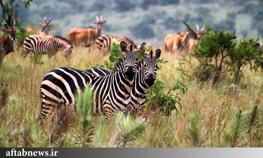 ۱۹ مقصد جهانی برای سفرهای تابستانی+عکس ۱۹ مقصد جهانی برای سفرهای تابستانی+عکس