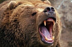 حمله خرس به یک زن در چهارمحال و بختیاری