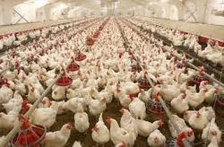 اداره بهداشت: مرغ هورمونی شایعه‌ای بیش نیست