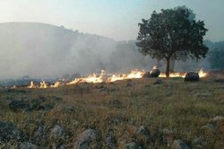 قسمت‌هایی از باغستان قزوین طعمه حریق شد