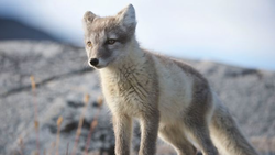 شگفتی دانشمندان از سفر حماسی روباه قطبی