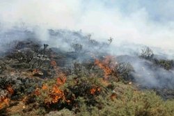 ۹۵ درصد آتش‌سوزی جنگل‌های کشور عامل انسانی دارد