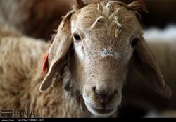 حمل گوسفند قاچاق با خودرو پژوی ۴۰۵ در شهر بابک