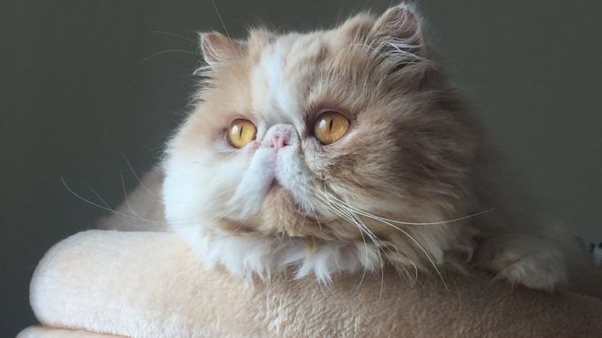 چرا گربه&zwnj;ها خرخر می&zwnj;کنند