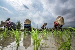 برنج ۲۵ درصد گران شد/ علت گرانی چیست؟