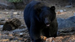 خرس سیاه پس از ورود به خانه برای خروج دیوار را خراب کرد