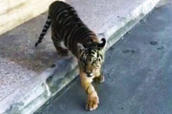 یک اتفاق دردناک در باغ وحش وکیل‌آباد مشهد