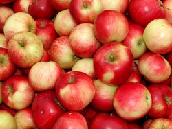 هر سیب ۱۰۰ میلیون باکتری در خود دارد!