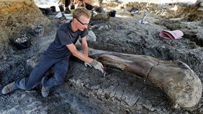 کشف استخوان 400 کیلوگرمی یک دایناسور در فرانسه+فیلم